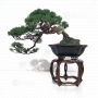 PT juniperus chinensis itoigawa 12110214