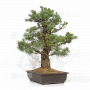 pinus pentaphylla 10030223