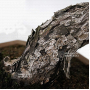 PT Pinus pentaphylla 23090224