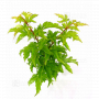 VENDU acer palmatum shishigashira 5050231