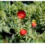 VENDU Taxus cuspidata du japon ref:07011235