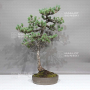 VENDU Pinus pentaphylla 0112234