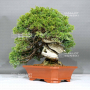 VENDU juniperus chinensis itoigawa ref: 05110242