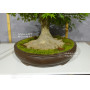 acer palmatum 150525