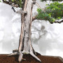 Juniperus rigida 20070251