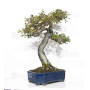 eleagnus pungens 28070254
