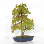 Acer palmatum ref: 23070252