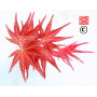 acer palmatum seigen  ref : 23070253