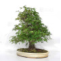 acer palmatum beni chidori 23070255
