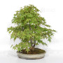 Acer palmatum ref: 24070252