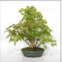 VENDU acer palmatum ref: 24070254