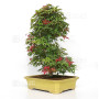 acer palmatum deshojo 24070253
