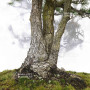 pinus pentaphylla 120202510