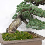 pinus pentaphylla nasu musume  ref:21020252