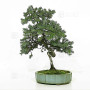 juniperus rigida ref: 210202514