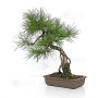 pinus densiflora ref : 210202511
