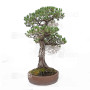 Pinus pentaphylla ref: 21020254