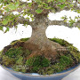 Acer buergerianum ref:25090251