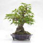 acer buergerianum ref: 25090252