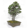 pinus pentaphylla ref: 25090254
