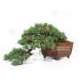 PINUS PENTAPHYLLA ref: 10100251
