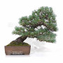 Pinus pentaphylla 10110252