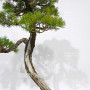 Pinus pentaphylla 16120255