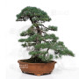 Pinus pentaphylla 16120257