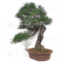 Pinus thunbergii ref: 28070262