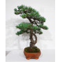 PINUS PENTAPHYLLA ref: 28070261
