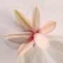 EPUISELot de 4 rhodohypoxis 2 apple blossom + 2 mi