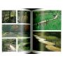 EPUISEJardins japonais tome 2