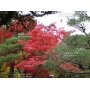 Graines d'acer palmatum