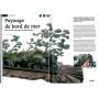 BONSAI FOCUS N° 51