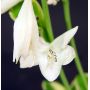 Hosta Diana remembered