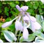 Hosta Blue ivory