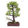 PLUS TPin a 5 aiguilles du japon ref: 0411124