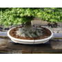 Engrais TAMAHI boulettes grosses 3 kilos