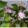 thalictrum kiusianum pot 1 litre