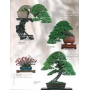 BONSAI FOCUS N° 92