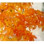 VENDU Acer palmatum shishigashira 23040182