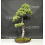 VENDU Pinus pentaphylla 25070182