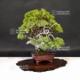 PT juniperus chinensis itoigawa ref :1907196