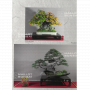 BONSAI FOCUS N° 109