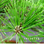 Pinus thunbergii "kotobuki" 20-25 cm