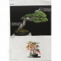 BONSAI FOCUS N° 113