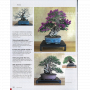 BONSAI FOCUS N° 117