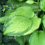 Hosta Amalia