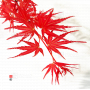 acer palmatum seigen  06050216