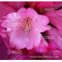 rhododendron wine and roses ®